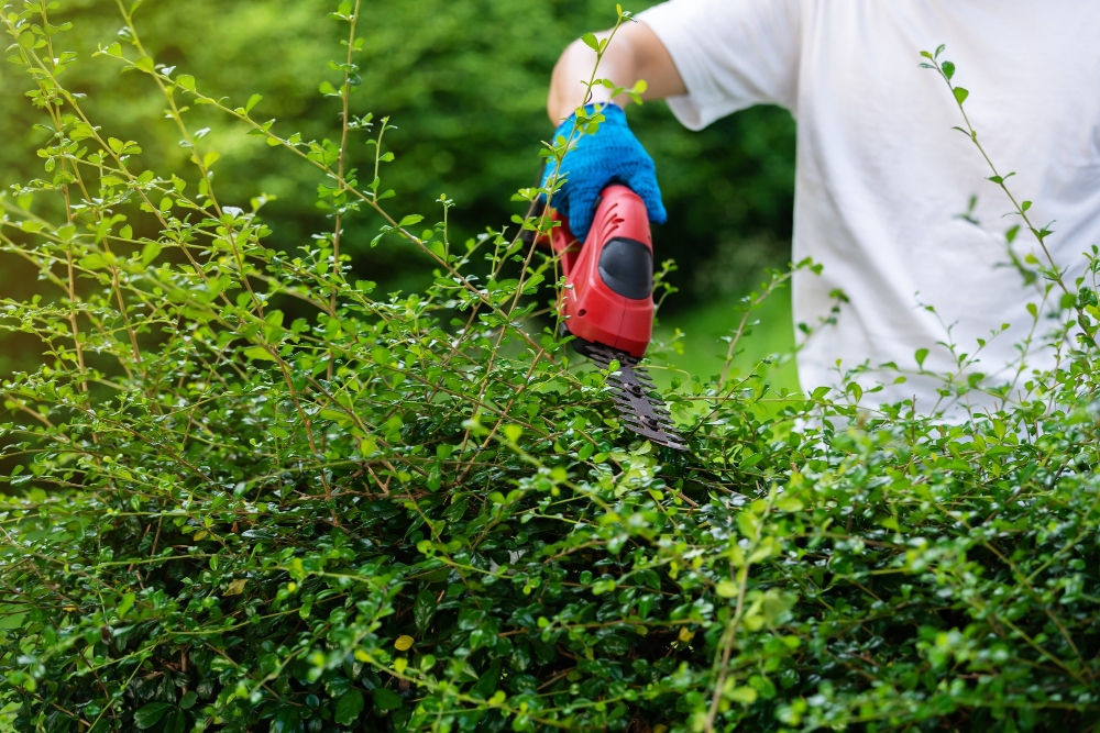 Tree Trimming Service